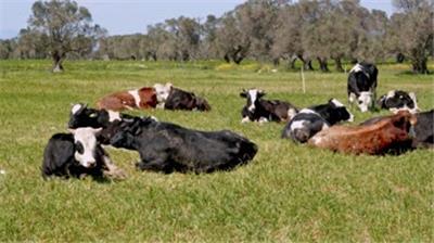  绿色牧场奶牛养殖基地-现代天然自然养殖业