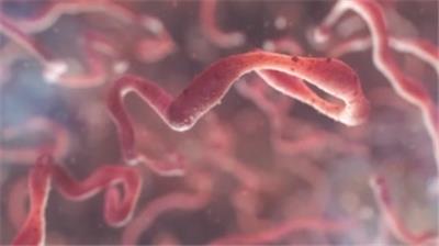  三维 埃博拉病毒 演示动画