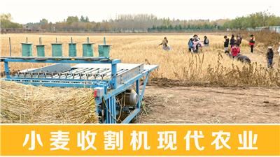  小麦收割机现代农业打麦子381
