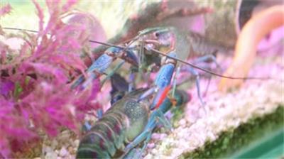  原创美丽蓝色龙虾小龙虾养殖水下拍摄水族箱