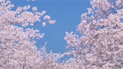 樱花赏花视频