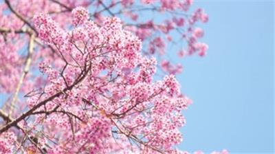 樱花树粉色樱花开放春天