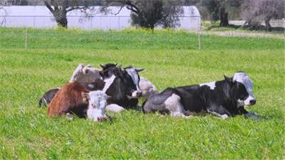  绿色牧场奶牛养殖基地-现代天然自然养殖业
