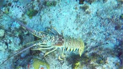  海底龙虾