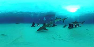  vr360虚拟现实海底潜水虎鲨双髻鲨