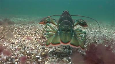  水底拍摄澳洲龙虾特写龙虾快跑