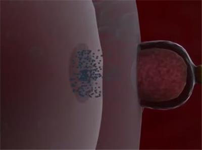  妊娠怀孕胎儿发育新生命诞生三维动画