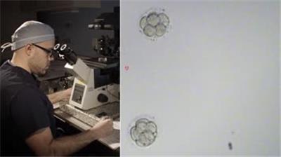  4k人类胚胎试管婴儿生物科研