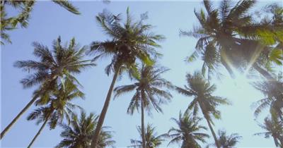  在阳光明媚的日子里，海滩上的棕榈树和天空