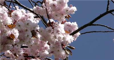 实拍春天樱花树上的樱花盛开